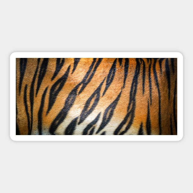 Tiger Fur Print Skin Exotic Animals Jungle Tropical Texture Sticker by queensandkings